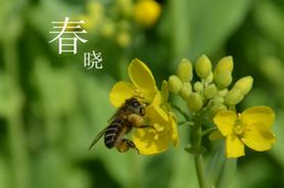 孟浩然古诗词商标转让  你所熟知的《春晓》也在其中